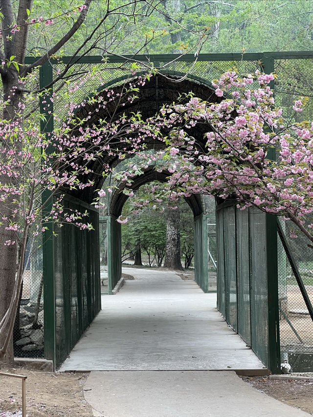 北京賞花好去處｜四環內的夢幻奇境別錯過