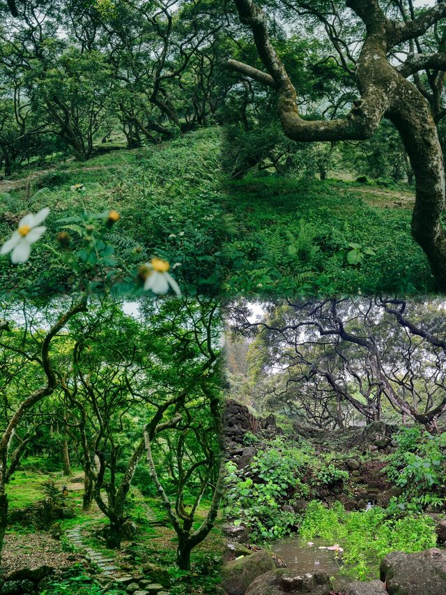 廣州魔幻森林|鄧山觀星小鎮古欖園