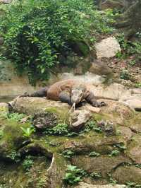 Ragunan Zoo Indonesia 🇮🇩 