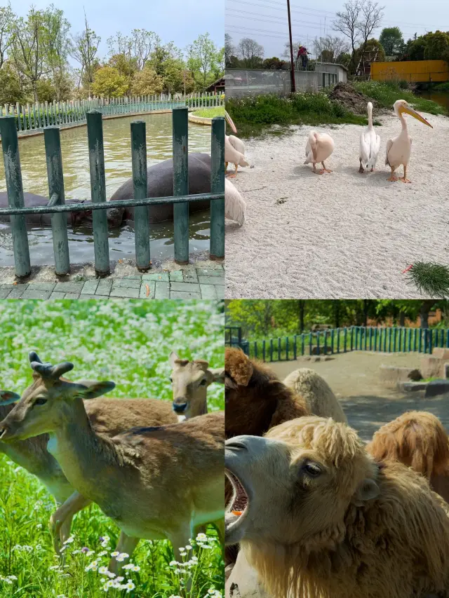 南通森林野生動物園，週末親子好去處