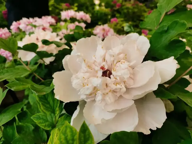 洛陽「網紅」牡丹合集來了！看哪朵戳中你的「心巴」？