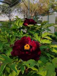 洛陽「網紅」牡丹合集來了!看哪朵戳中你的「心巴」?