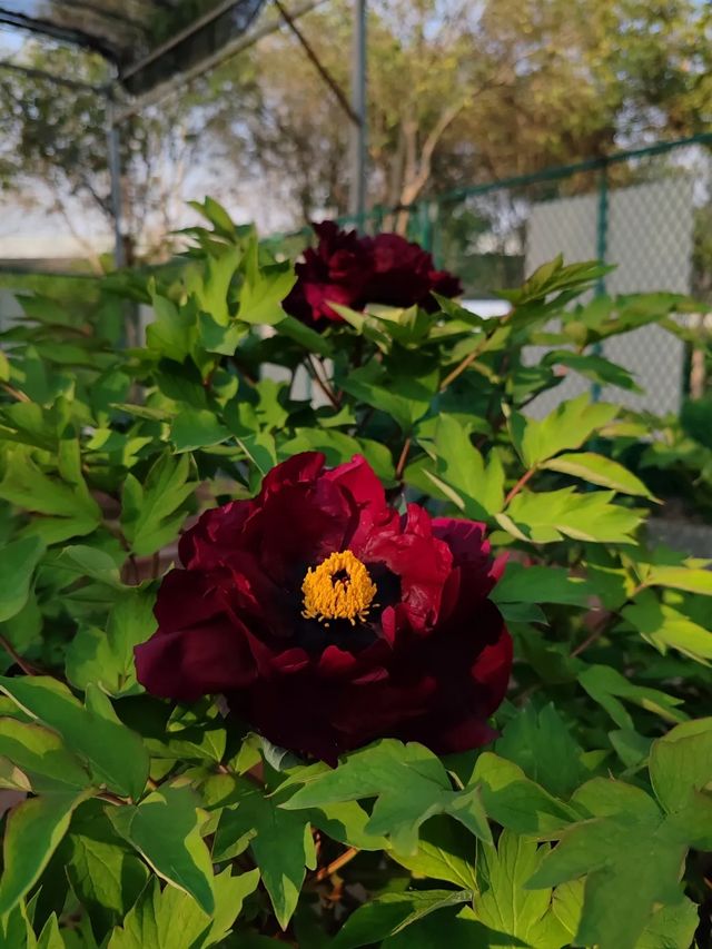 洛陽「網紅」牡丹合集來了!看哪朵戳中你的「心巴」? 洛陽「網紅」牡丹合集來了!看哪朵戳中你的「心巴」?