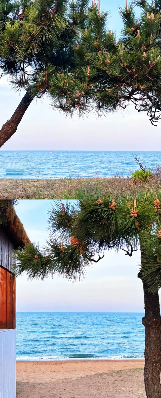 Remember to come to Rizhao Wanpingkou to see the sea in April and May!