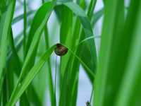 西安版的綠野仙踪，郊區遛娃好去處
