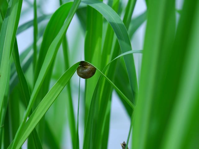 西安版的綠野仙踪，郊區遛娃好去處