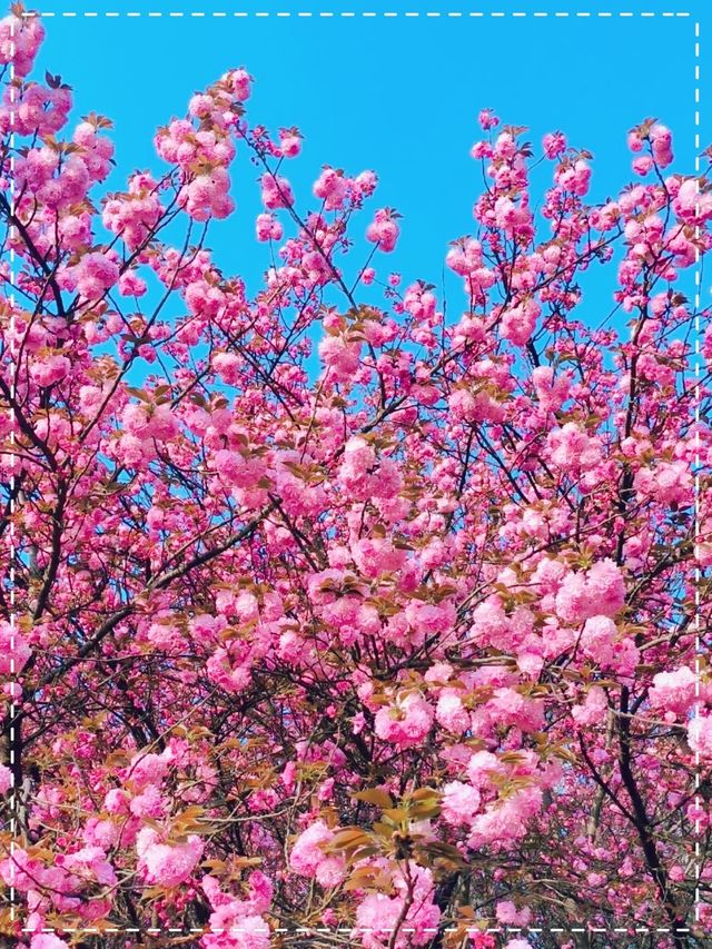 藍色星球最美的櫻花園之一｜貴安櫻花園你玩得可真花啊！