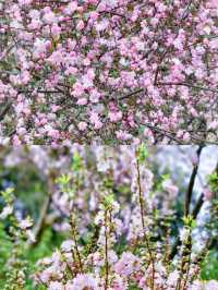 一定要來趟錫惠公園看櫻花