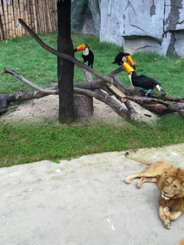 上海野生動物園超實用攻略