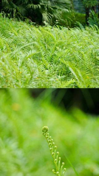廣州這個綠光森林公園你一定要來啊