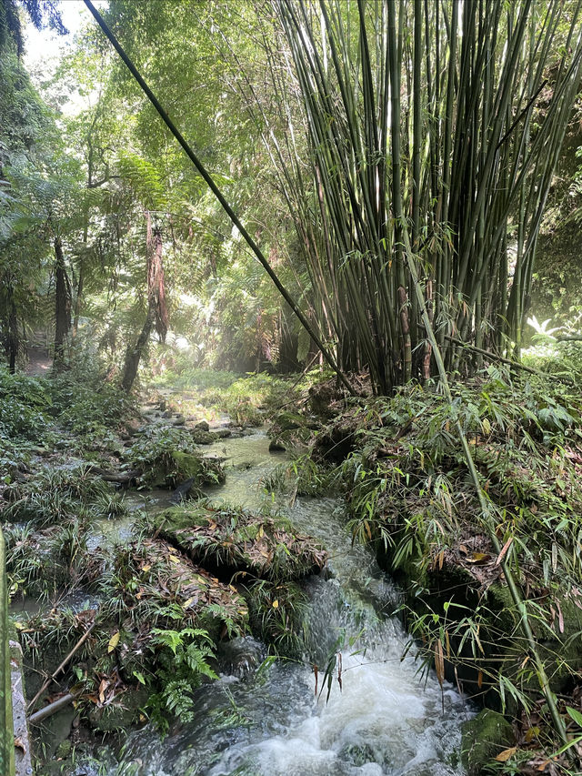秘境叢林探險～邂逅一場太陽雨