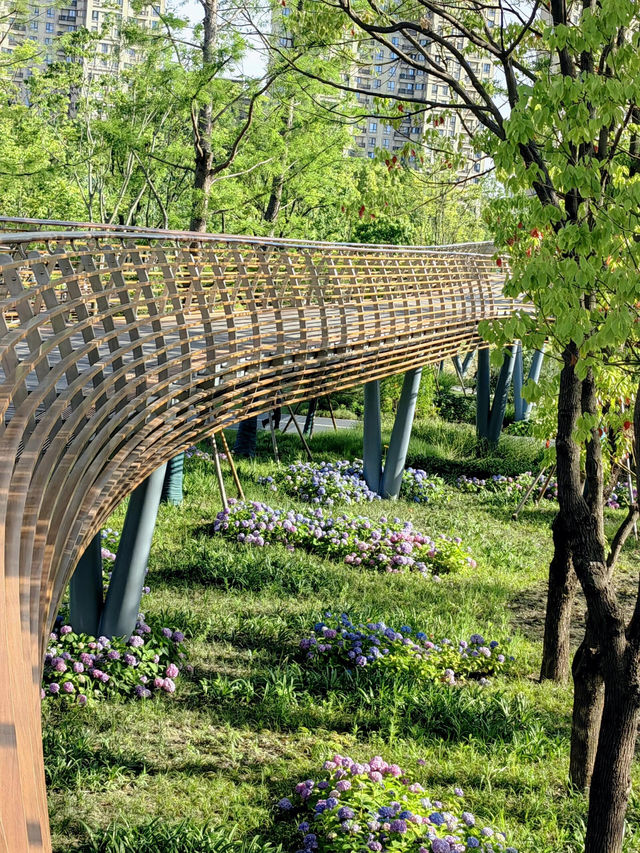 徐匯這個公園不宣傳繡球花海糊塗啊