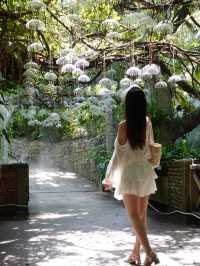 深圳探秘 | 有丁达尔效应的热带雨林