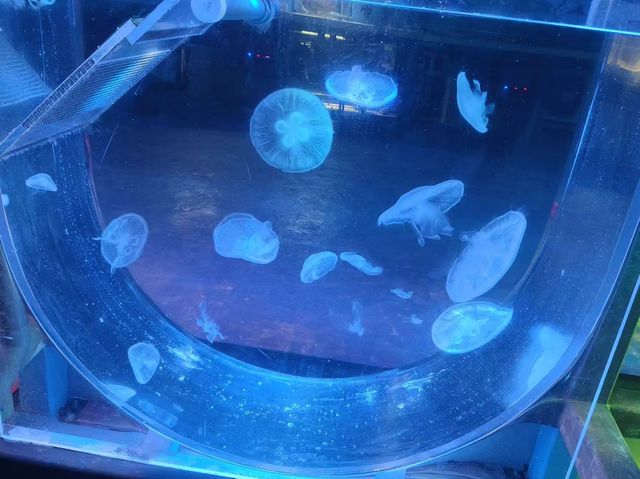 襄陽華僑城