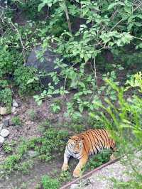 濟南動物園攻略