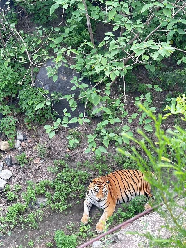 濟南動物園攻略