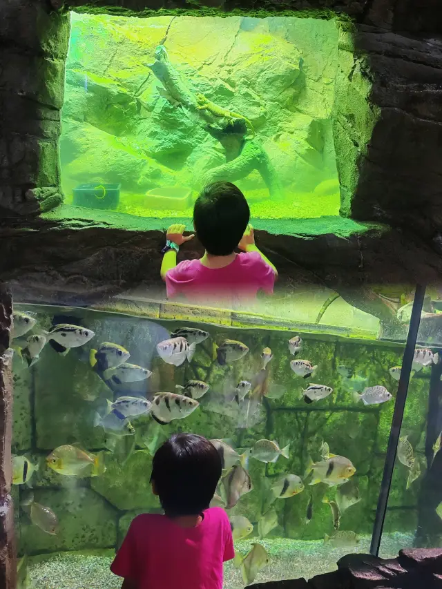 北京海洋館三年年卡會員的遊玩全攻略