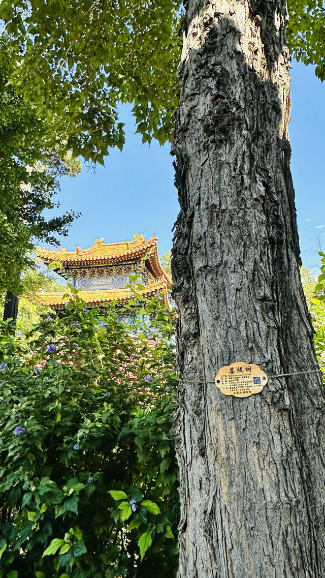 清幽西黃寺。