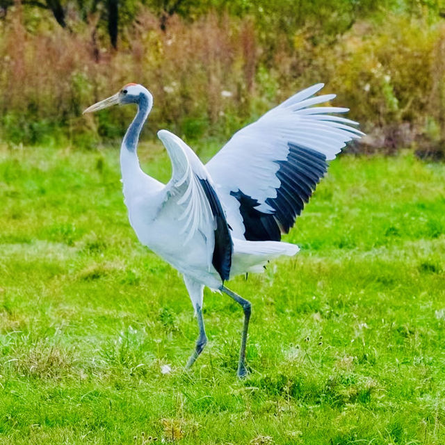 打卡新青國家濕地公園