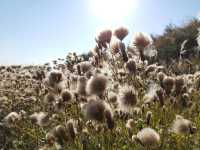 金蓮川：空氣裡都是「菊花茶」的芬芳！。