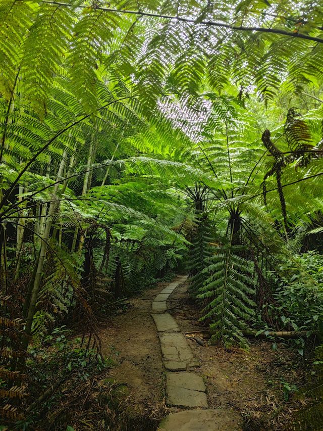 樂山桫欏大峽谷侏羅紀公園。