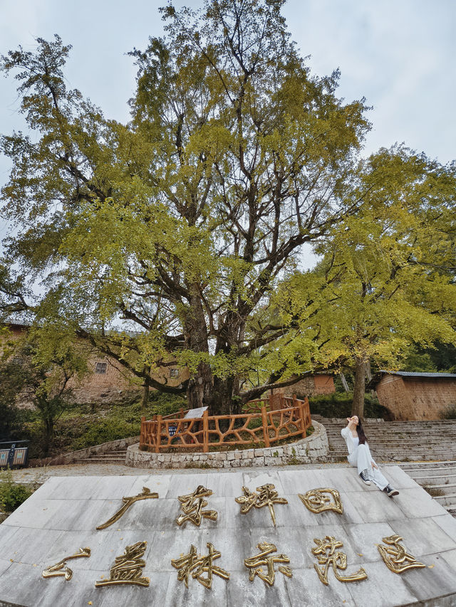 廣東唯一的秋天在這裡——南雄坪田銀杏古村。