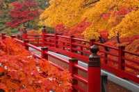 日本新潟彌彦公園：秋日紅葉的夢幻詩篇||日本新潟的彌彦公園，以其秋季的紅葉谷而聞名，當秋風輕拂過。