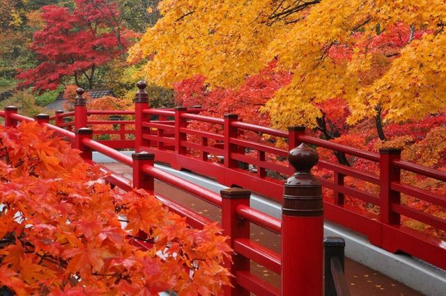 日本新潟彌彦公園：秋日紅葉的夢幻詩篇||日本新潟的彌彦公園，以其秋季的紅葉谷而聞名，當秋風輕拂過。
