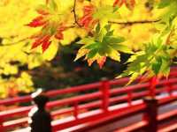 日本新潟彌彦公園：秋日紅葉的夢幻詩篇||日本新潟的彌彦公園，以其秋季的紅葉谷而聞名，當秋風輕拂過。