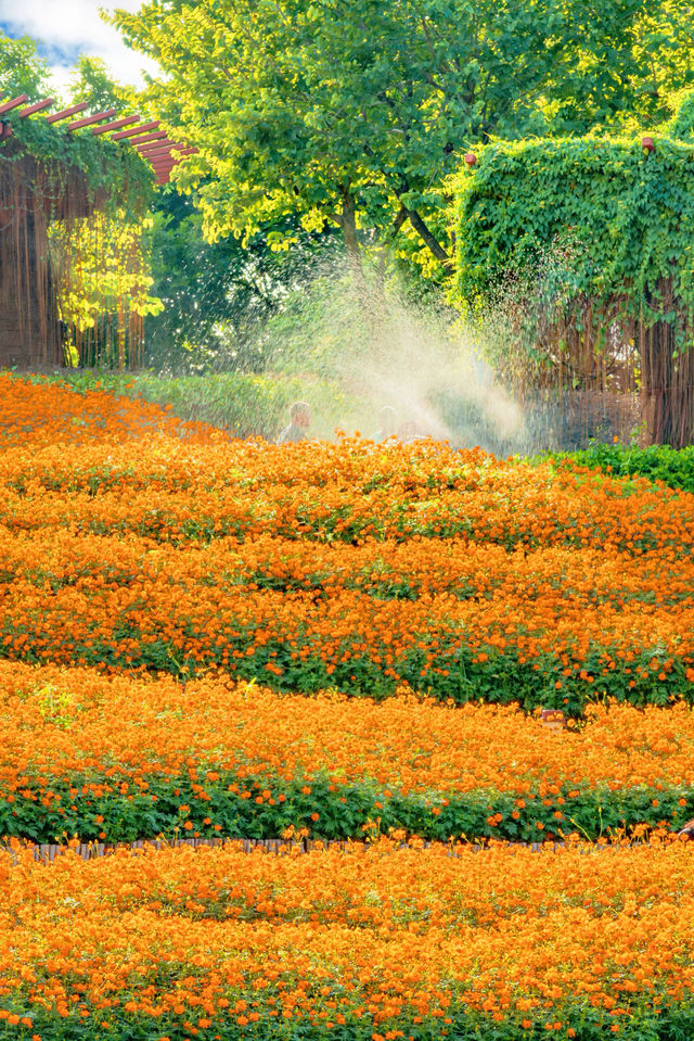 佛山花海千燈湖公園硫華菊盛裝出戰。