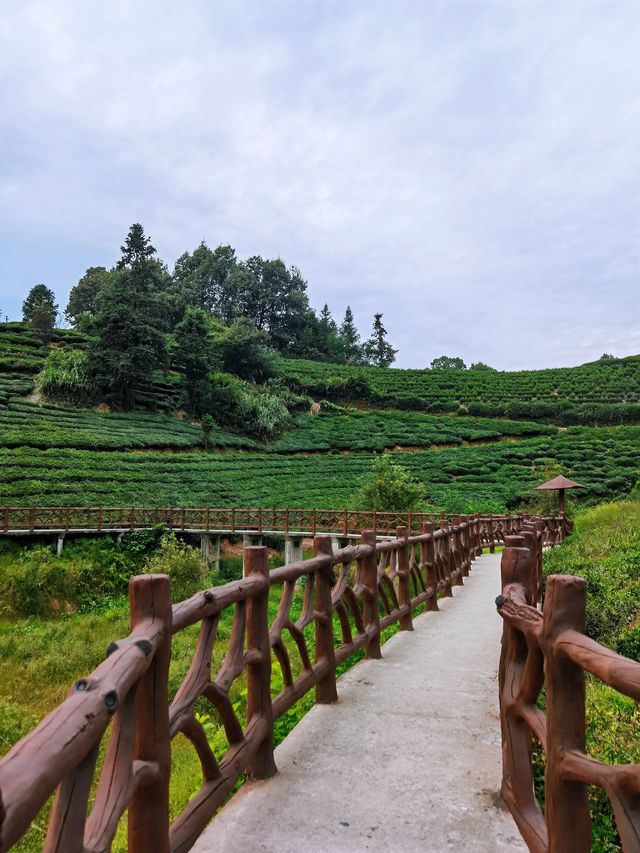 六安西茶谷，真有你的。