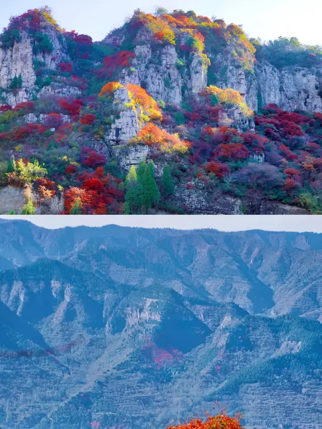 實拍山東賞紅葉頂流地。
