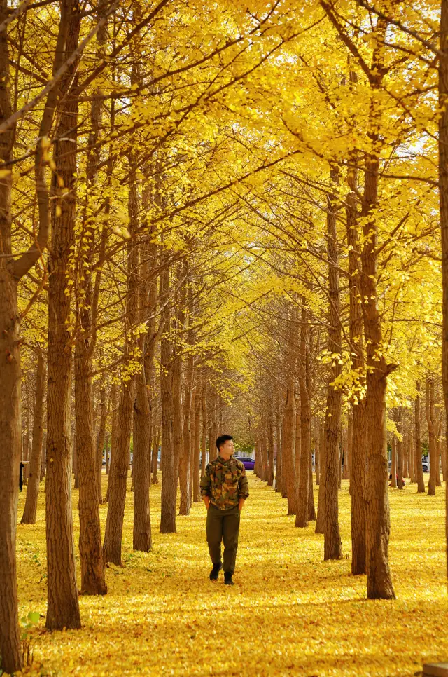 At the end of autumn in Beijing, a level 7 ginkgo rain broke out here. 