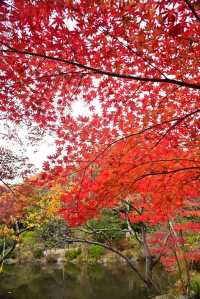 Nagoya's Higashiyama Zoo Offers Stunning Autumn Foliage