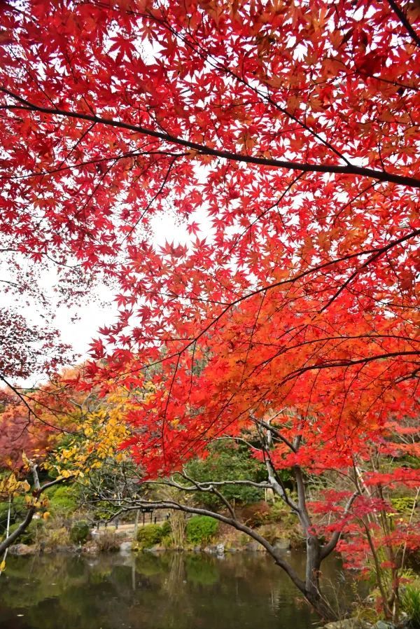 Nagoya's Higashiyama Zoo Offers Stunning Autumn Foliage