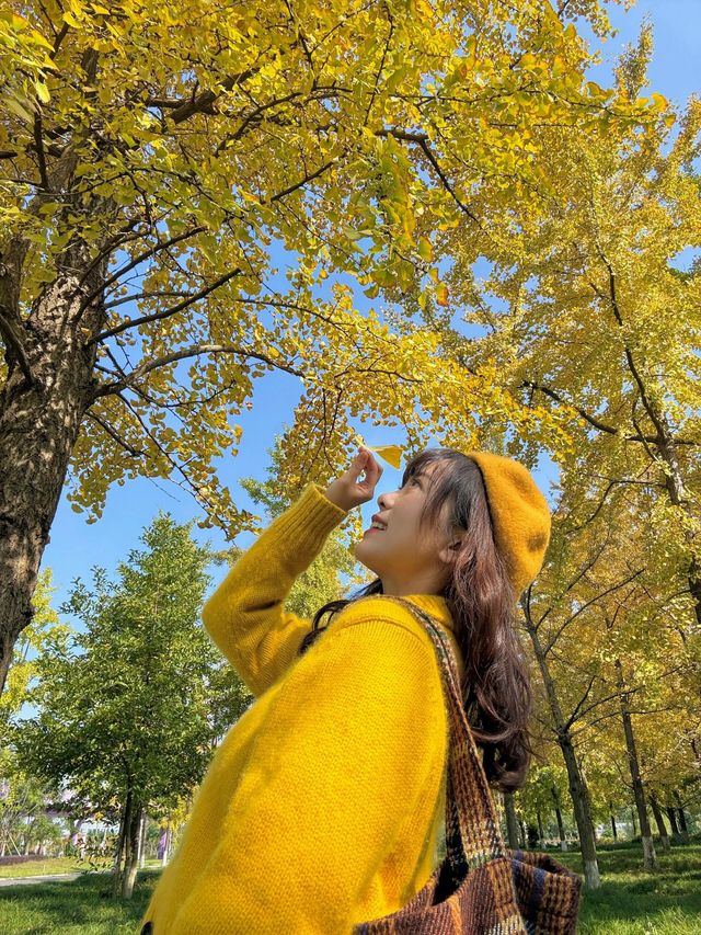 11.21地鐵直達的免費銀杏公園！。
