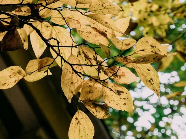 日照｜九仙山｜奇秀仙境之旅。