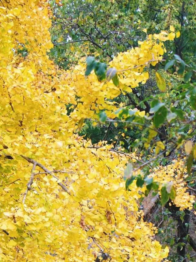 麻石煙雲公園賞銀杏好去處，附遊玩攻略。