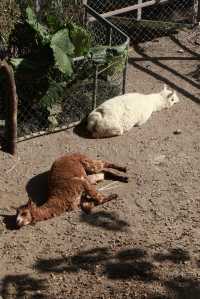 溫州動物園像坐上了去往90年代的穿梭機。