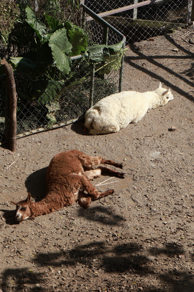溫州動物園像坐上了去往90年代的穿梭機。