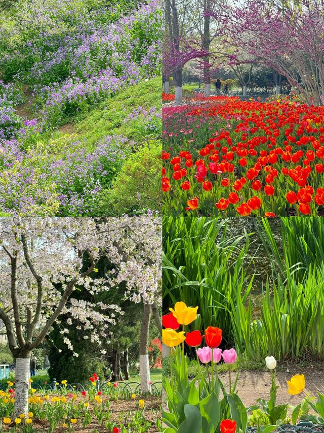 青島植物園！秋日限定美景~趕緊來撿秋啦！