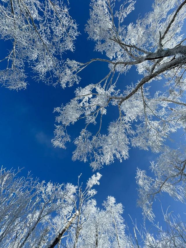 哈爾濱-雪鄉新體驗 邊賞雪邊泡溫泉別錯過