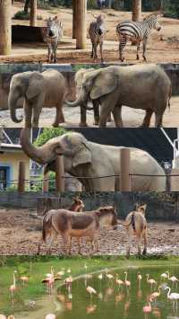 杭州野生動物園