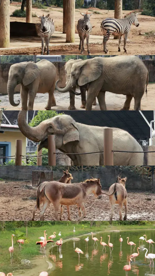 杭州野生動物園