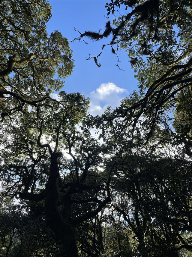 雲南小眾 玉溪新平茶馬古道遊園