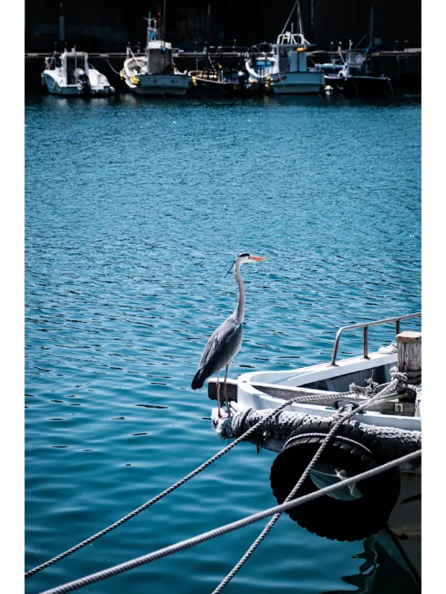 6-Day Japan Tour: Hot Springs