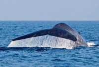 Whale Watching in Mirissa, Sri Lanka