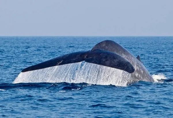 Whale Watching in Mirissa, Sri Lanka