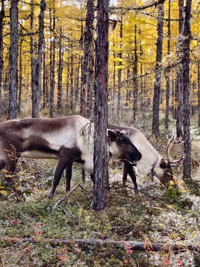 Changchun, Jilin - Changbai Mountain - Snow Town | A complete guide to playing in the snow with kids