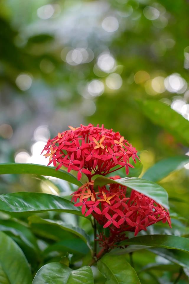 西雙版納的熱帶花卉園 你值得擁有